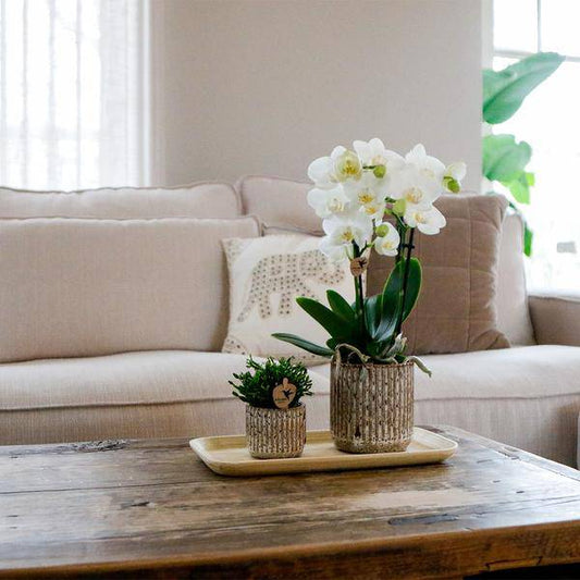 Set aus gelb-roter Phalaenopsis-Orchidee & Sukkulente auf Bambustablett – Blühende Zimmerpflanze & Grünpflanze im Deko-Arrangement – Fertig zum Verschenken