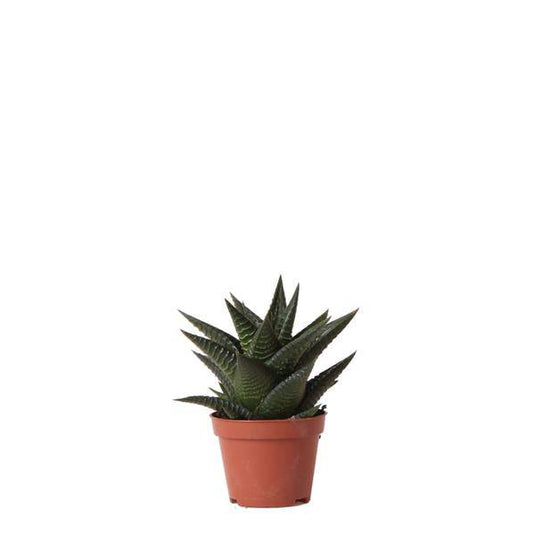 Sukkulente Haworthia Limifolia – Grüne Zimmerpflanze – Ø6cm – Pflegeleicht & Dekorativ – Perfekt für helle Standorte