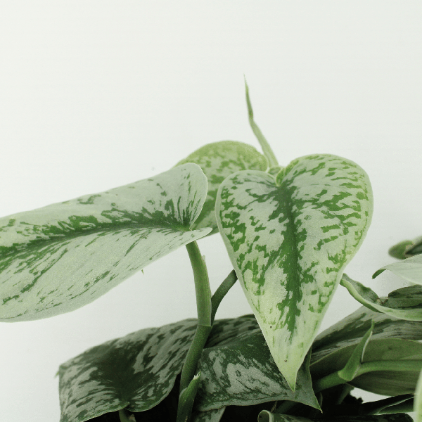 Efeutute - Scindapsus Pictus Trebie Epipremnum - Ø15cm - ↕25cm - 2 Stück