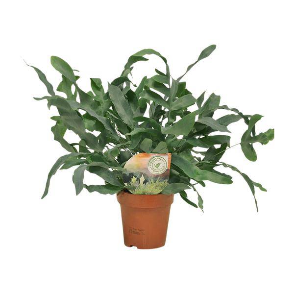 Tüpfelfarn - Phlebodium Blue Star - Zimmerpflanze - Ø12cm - ↕35cm