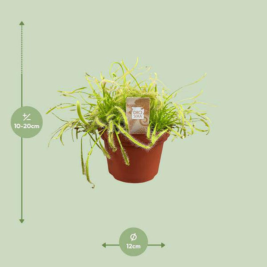 Kap-Sonnentau Drosera capensis – Karnivore Zimmerpflanze – Ø12cm – ca. 17cm hoch – Insektenfangpflanze mit Tautropfen-Effekt – Pflegeleicht & dekorativ