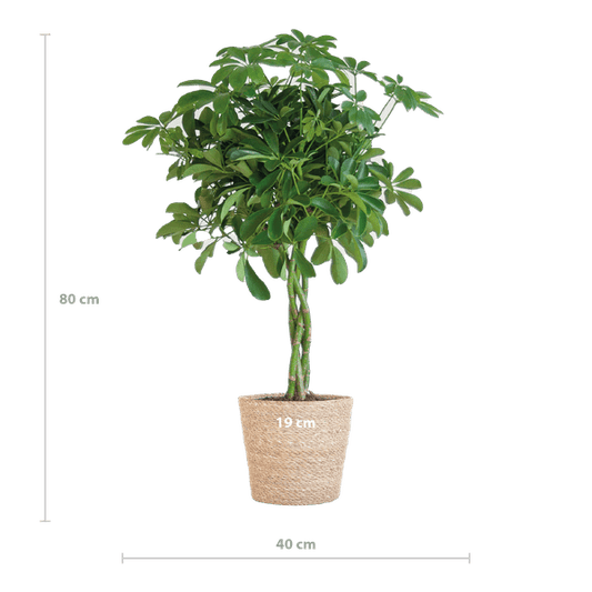 Schefflera Arboricola Nora – Birkenfeige – Zimmerpflanze + Blumentopf Sofia Natur – ↕70cm – Ø21cm – Handförmige Blätter – Pflegeleicht & dekorativ