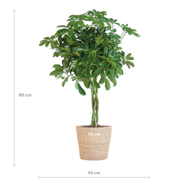 Schefflera Arboricola Nora – Birkenfeige – Zimmerpflanze + Blumentopf Sofia Natur – ↕70cm – Ø21cm – Handförmige Blätter – Pflegeleicht & dekorativ