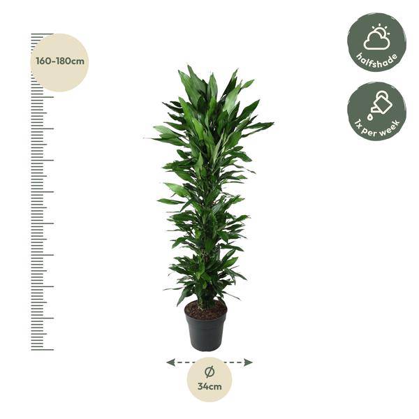 Drachenbaum - Dracaena Janet Lind - Zimmerpflanze - 170cm - ø34cm