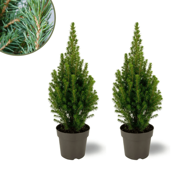 Picea glauca Perfecta – Zuckerhutfichte – 2 Pflanzen – Ø15 cm – ca. 40 cm hoch – Nadelbaum für Garten, Terrasse & Balkon – wintergrün & pflegeleicht