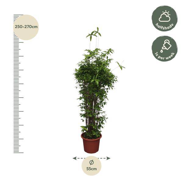 Bambus-Drachenbaum - Dracaena Surculosa - 260 cm - ø55cm