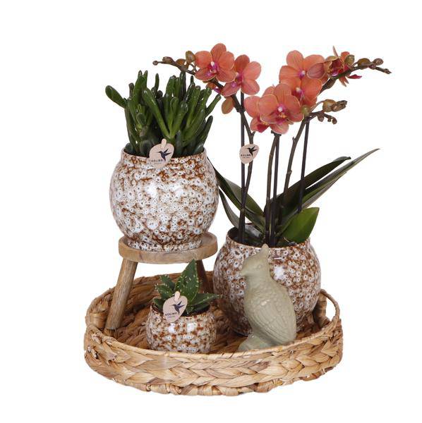 Geschenkset „Untamed Nature“ – Phalaenopsis Orchidee Rot & Sukkulenten – Inkl. 3 Keramik-Ziertöpfe – Pflanzenset mit Dekotieren – Perfekt als Geschenk & Deko-Highlight