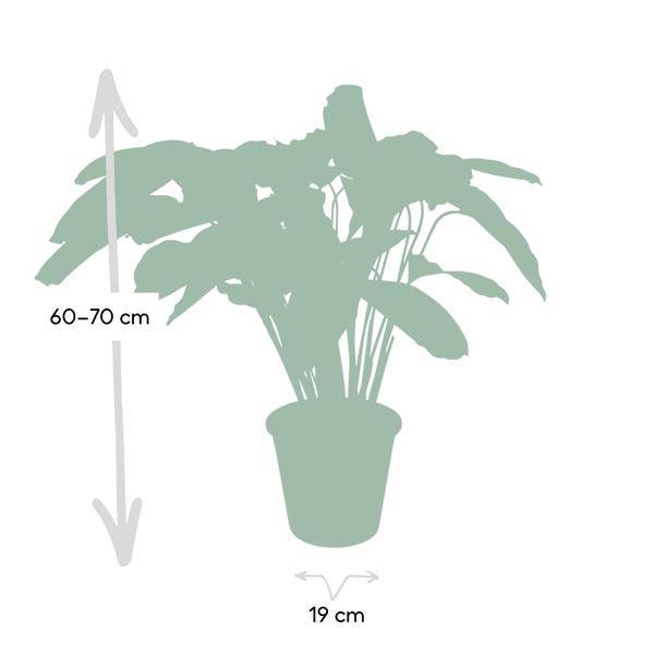 Calathea Flamestar - Pfauenpflanze - Ø19cm - ↕75cm