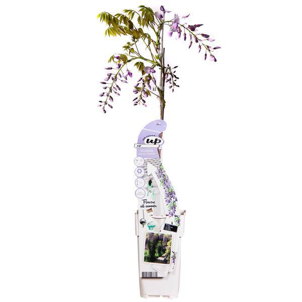 Chinesischer Duft-Blauregen - Wisteria sinensis Caroline - Ø15cm - ↕65cm