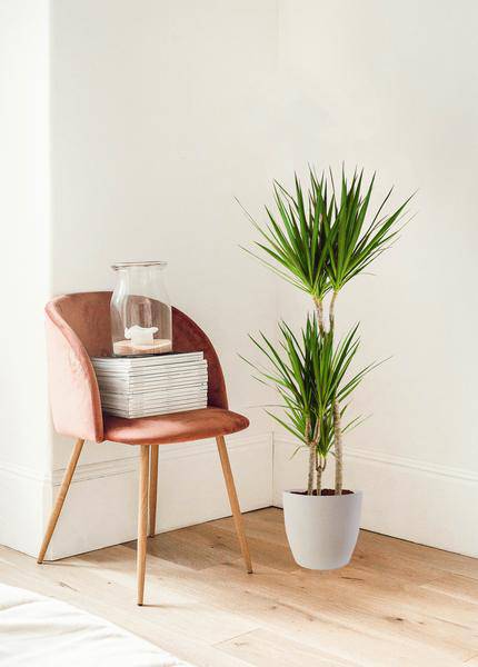 Dracaena Marginata – Drachenbaum – Zimmerpflanze – ca. 95cm hoch – Ø21cm – inkl. nachhaltigem Viber Übertopf Weiß – pflegeleichte tropische Grünpflanze