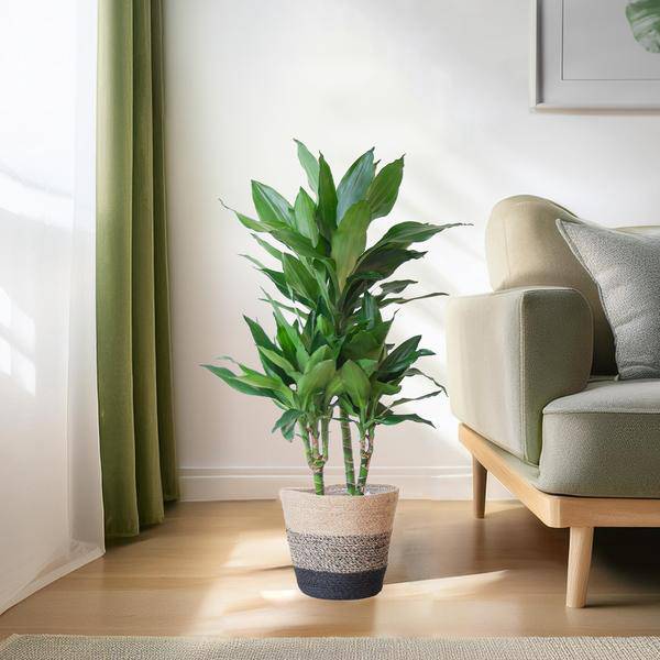Dracaena Janet Lind 95cm – Drachenbaum Zimmerpflanze Ø21cm – pflegeleichte luftreinigende Pflanze mit Jutekorb Lissabon Schwarz – dekorative grüne Zimmerpflanze für Wohnzimmer & Büro