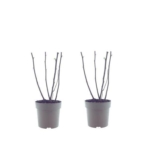 Ficus Bornholm – Feigenbaum – 2 Pflanzen – Ø15cm – Ca. 40cm Höhe – Pflegeleichte Zimmerpflanze mit tropischem Flair – Ideal für Wohnzimmer & Büro