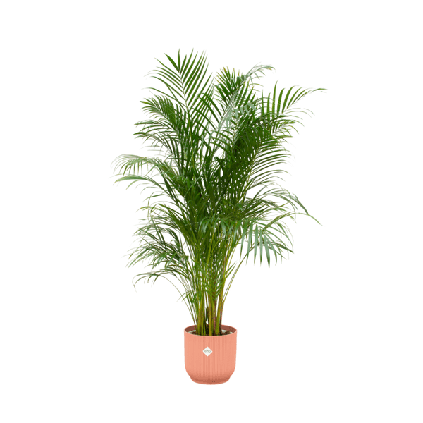 Arecapalme - Betelpalme - Zimmerpflanze - Ø30cm - ↨180 cm + Topf Vibes Fold Rosa