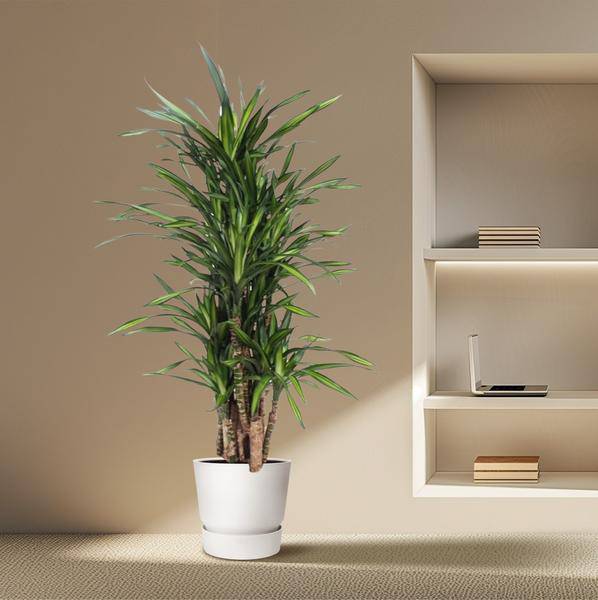 Drachenbaum - Dracaena Riki - Zimmerpflanze - 140cm - ø30cm
