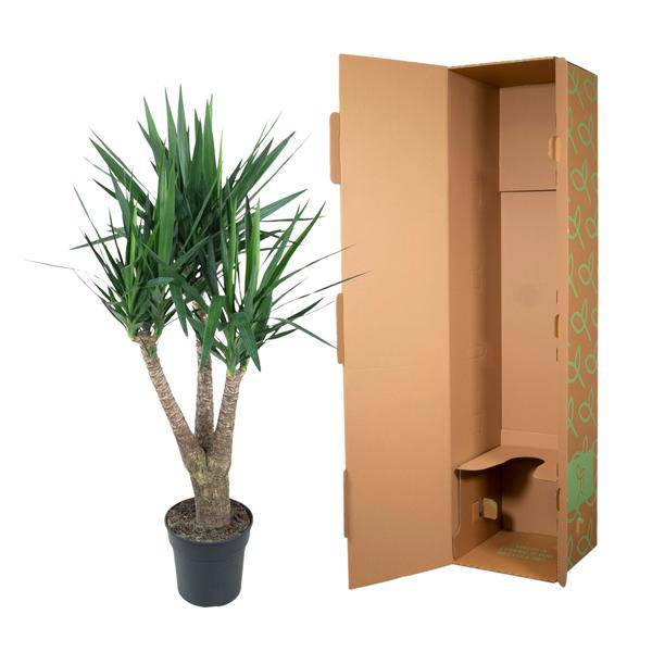 Riesen-Palmlilie - Yucca Elephantipe - Zimmerpflanze - 150 cm - ø31cm