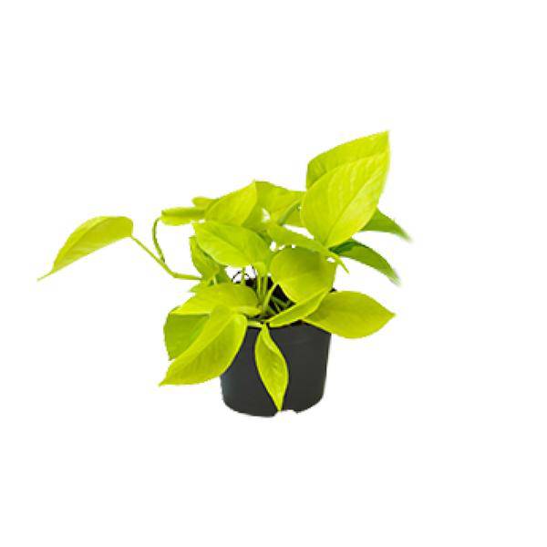 Efeutute Epipremnum Golden Pothos – Ø12cm x H15cm – Herzförmige Blätter mit goldgelber Zeichnung – Pflegeleichte Zimmerpflanze – Für Halbschatten