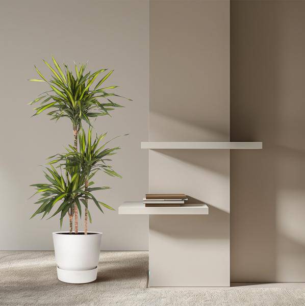 Drachenbaum - Dracaena Riki - Zimmerpflanze - 140cm - ø24cm