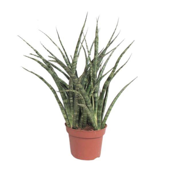 Bogenhanf - Sansevieria Fernwood Punk - Zimmerpflanze - Ø12cm - ↕35cm