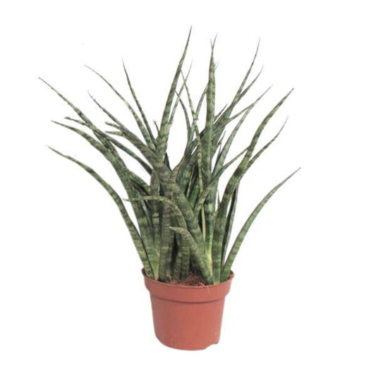 Bogenhanf - Sansevieria Fernwood Punk - Zimmerpflanze - Ø12cm - ↕35cm