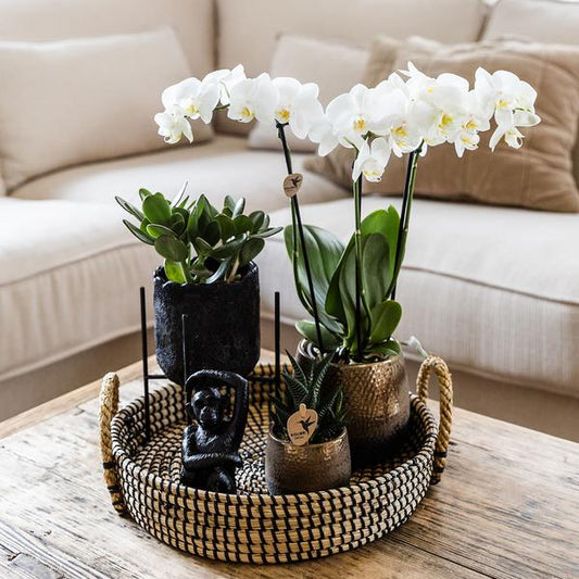 Pflanzenset Home Hub – Weiß blühende Phalaenopsis-Orchidee & 2 Grünpflanzen – inkl. Keramik-Ziertöpfe (Schwarz & Kupfer) – Geschenkset mit Zubehör – Topfgrößen 6cm & 9cm