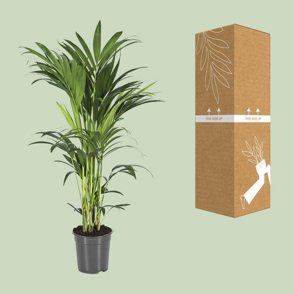 Kentiapalme - Howea Forsteriana - Zimmerpflanze - Ø21cm - ↕110cm