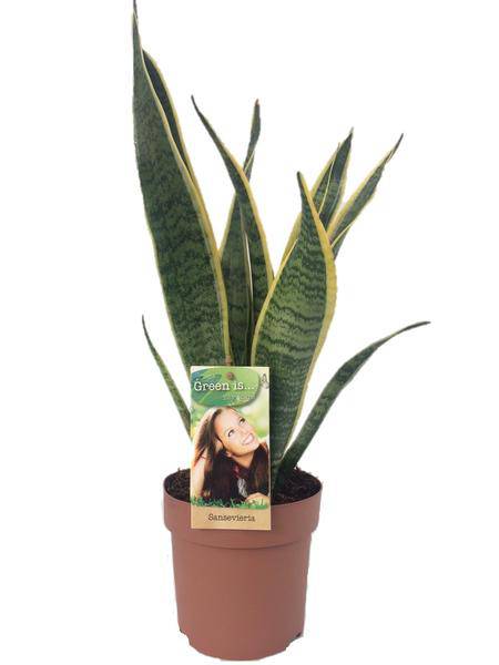 Bogenhanf - Sansevieria Laurentii - Zimmerpflanze - Ø14cm - ↕50cm