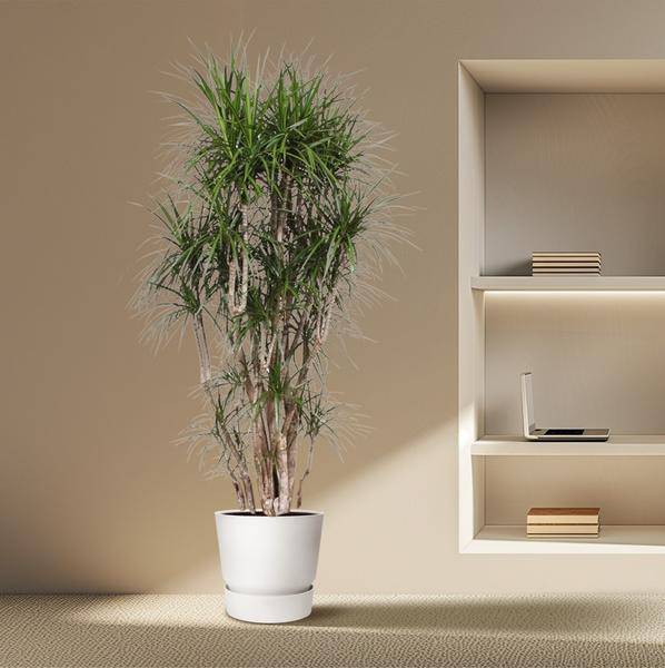 Drachenbaum - Dracaena Marginata - 220cm - ø40cm