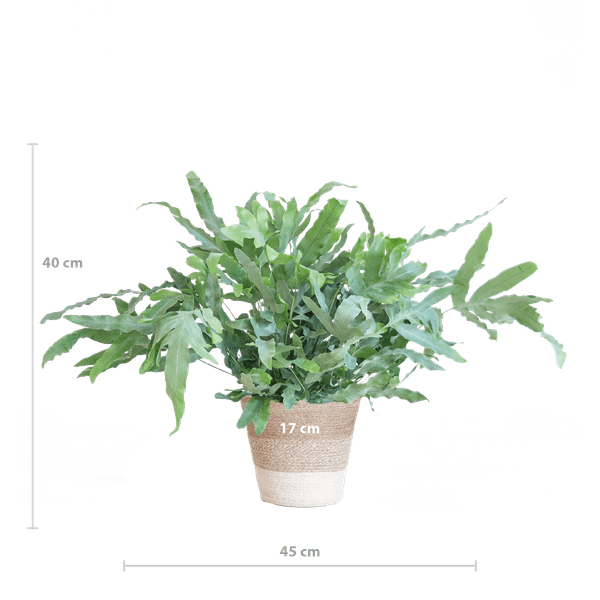 Phlebodium Aureum 'Blue Star' - Blauer Tüpfelfarn - Zimmerpflanze + Korb Lissabon Weiß - ↕40cm - Ø17cm