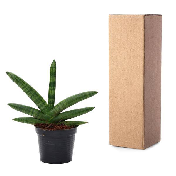 Sansevieria Skyline – Bogenhanf – Zimmerpflanze – Höhe ca. 25cm – ø10,5cm – Pflegeleichte Grünpflanze für Innenräume – Luftreinigende Pflanze für Wohnzimmer, Büro & Schlafzimmer