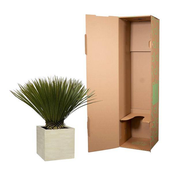 Palmlilie – Yucca Rostrata – Zimmerpflanze 80cm – Ø30cm – Exotische Wüstenpflanze mit blaugrauen Blättern – Pflegeleichte Kübelpflanze für Wohnzimmer, Terrasse & Wintergarten