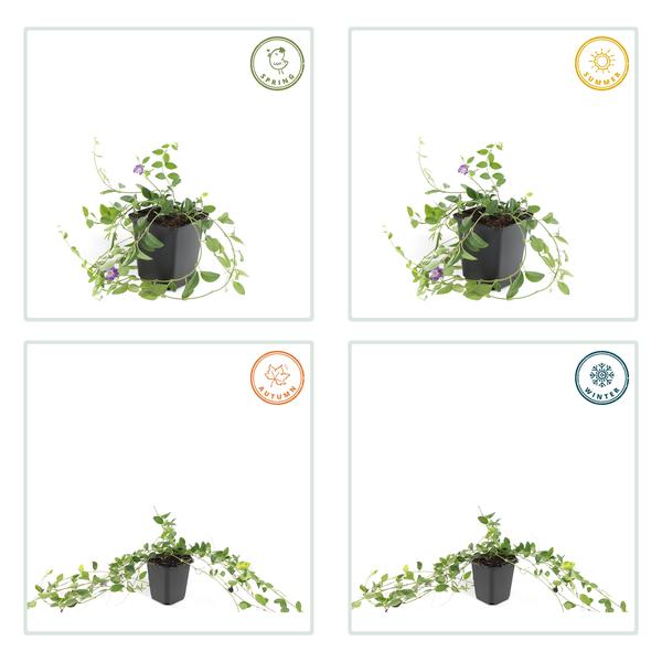 Kleines Immergrün Vinca minor 'Atropurpurea' – 20 Pflanzen – Ø9cm – ↕10-25cm – Bodendecker mit lila Blüten – Sonnig & schattig – Pflegeleicht