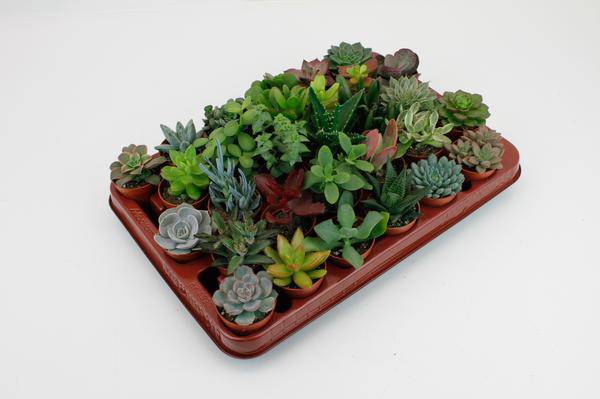Sukkulenten Mix - 30 Stück - Ø5,5cm - ↕7cm