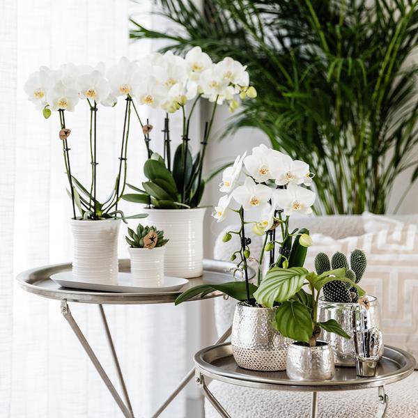 Elite silberner Topf - Topfgröße Ø9cm - Ø6cm