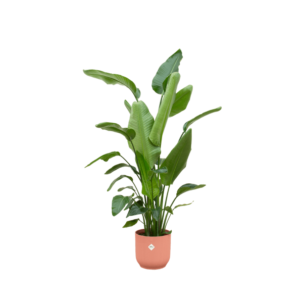 Baum-Strelitzie – Strelitzia Nicolai – ca. 180cm hoch – Ø30cm – Inkl. Pflanztopf Vibes Fold Rund Pink – Exotische Zimmerpflanze mit großen Blättern – Tropische Grünpflanze für Wohnzimmer & Büro