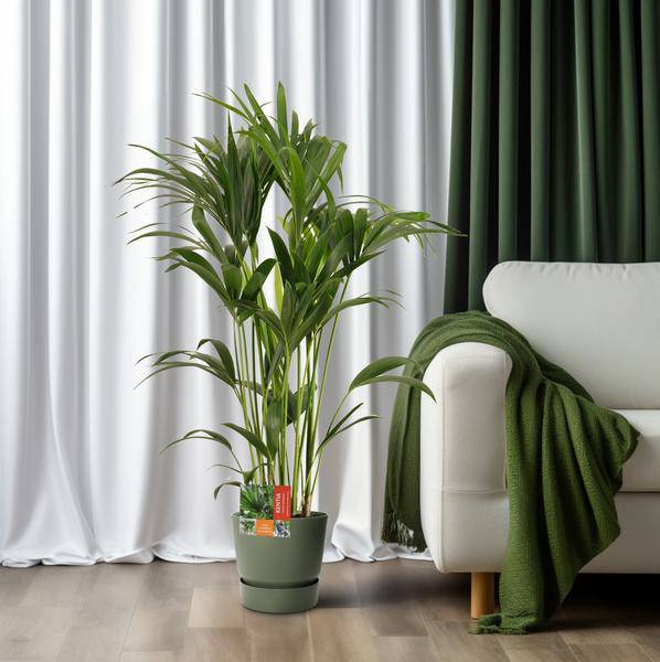 Kentiapalme - Howea Forsteriana - Zimmerpflanze - Ø24cm - ↕120cm