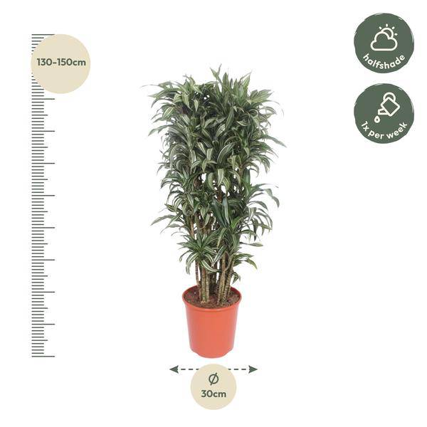 Drachenbaum - Dracaena Warneckei compacta - Zimmerpflanze - 150cm - ø30cm