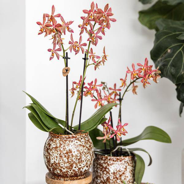 Safari Topf – Dekorativer Keramiktopf – Handgefertigter Blumentopf – Stilvolles Pflanzgefäß für Zimmerpflanzen – Ø12cm