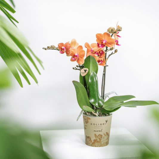 Phalaenopsis Orchidee „Mineral Bolzano“ – Orange – Ø9cm – Blühende Zimmerpflanze mit 2–3 Zweigen – Leuchtender Farbakzent