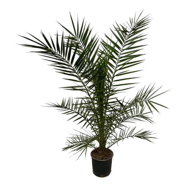 Phoenix Canariensis Kanarische Dattelpalme – Zimmerpflanze – Palme für drinnen & draußen – Höhe 160cm – Ø22cm