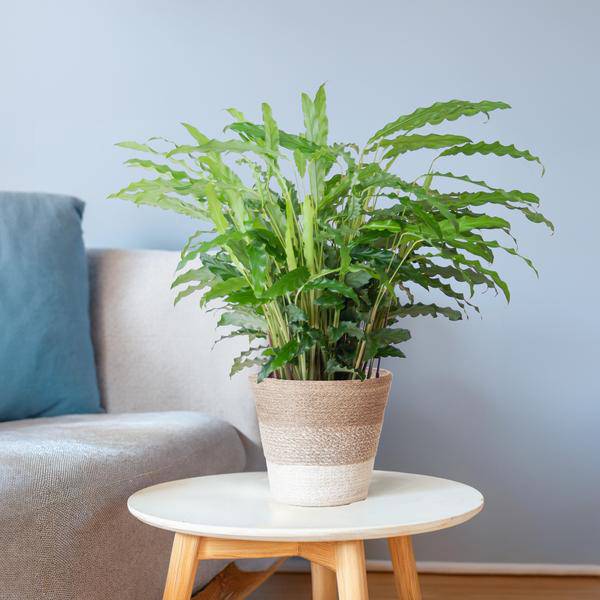 Calathea Rufibarba „Samt-Calathea“ – Zimmerpflanze 55 cm – Ø17 cm Topf – Luftreinigend – Mit nachhaltigem Jutekorb Lissabon Weiß