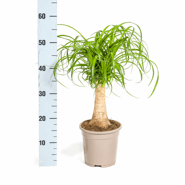 Beaucarnea Recurvata – Elefantenfuß – Zimmerpflanze – Ø17cm – ↕40-60cm – Pflegeleicht & dekorativ