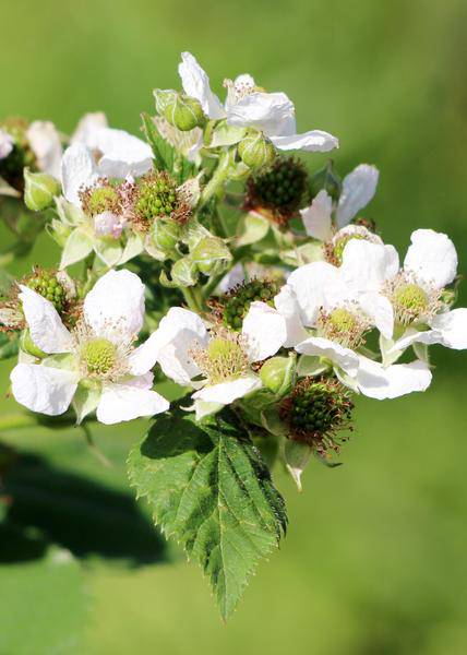 Himbeere Rubus idaeus 'Malling Promise' – Selbstbestäubende Sommer-Himbeere – 100% biologisch – Ø13cm – ca. 45cm Höhe – Leckere rote Früchte