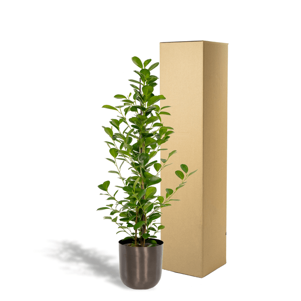 Chinesische Feige - Ficus microcarpa Moclame - Zimmerpflanze - Ø21cm - ↕95cm + Topf Mayk Blei