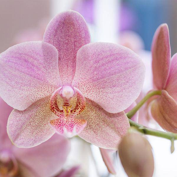 Überraschungsbox mit 4 verschiedenen Kolibri Orchideen – 12cm – Zimmerpflanzen-Set – Frisch vom Bauern – Perfekt als Geschenk oder für Orchideenfans