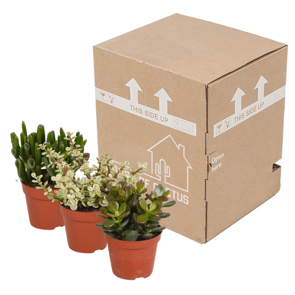 Dickblatt - Crassula - Mix - Zimmerpflanze - 8,5 cm - 3 Stück