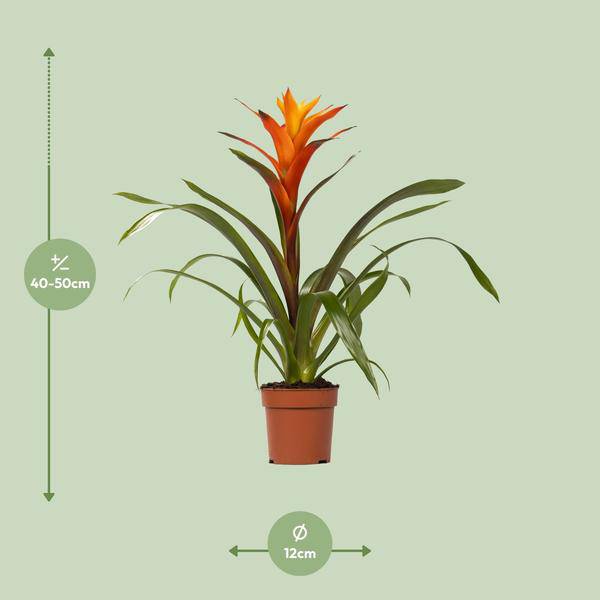 Bromelie - Guzmania Variada - Zimmerpflanze - Ø12cm - ↕50cm