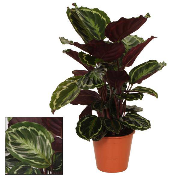 Korbmarante Calathea Medaillon – Zimmerpflanze – Ø19 cm Topf – Ca. 75 cm hoch – Exotisches Blattmuster mit rot-violetter Blattunterseite – Pflegeleicht & dekorativ