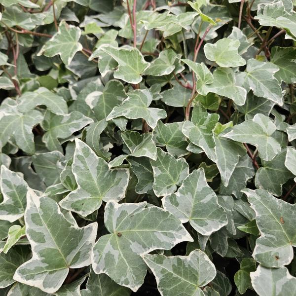 Hedera helix 'Glacier' – Weißgrüner Efeu – ↕10-25 cm – Ø9 cm – 20 Pflanzen – Bodendecker, Heckenpflanze & Kletterpflanze – Pflegeleicht & schnellwachsend