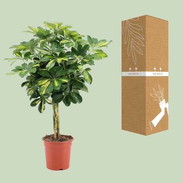 Strahlenaralie - Schefflera Arboricola Gold Capella - Zimmerpflanze - Ø19cm - ↕75cm
