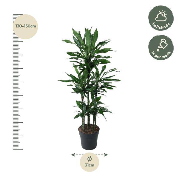 Drachenbaum - Dracaena Janet Lind Karussell - 140 cm - ø31cm